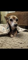 Lost Male Dog last seen Ave J8 and 10th west, Lancaster, CA 93534