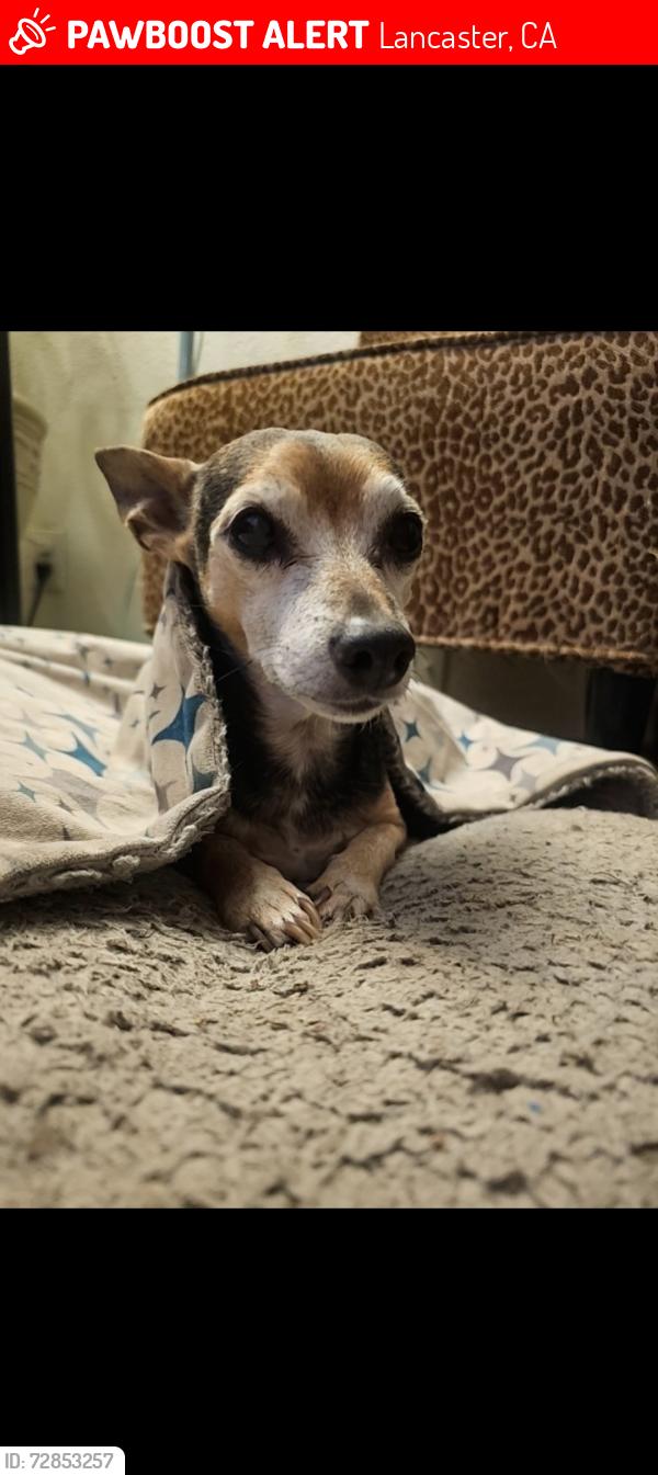 Lost Male Dog last seen Ave J8 and 10th west, Lancaster, CA 93534
