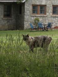Found/Stray Female Cat last seen Living Hope Community Church, Hendersonville, NC 28791