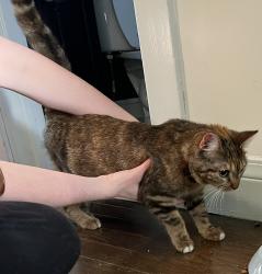 Found/Stray Unknown Cat last seen Grove and Jefferson Ave in Norwood, OH, Norwood, OH 45212