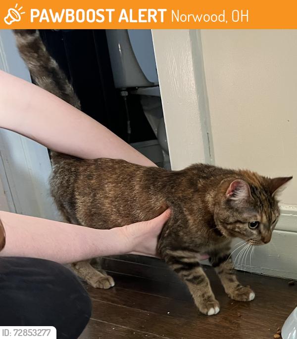 Found/Stray Unknown Cat last seen Grove and Jefferson Ave in Norwood, OH, Norwood, OH 45212