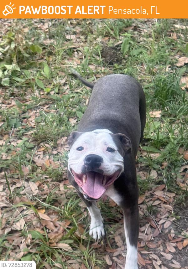 Found/Stray Male Dog last seen Near Confederate Drive, Pensacola, FL 32503
