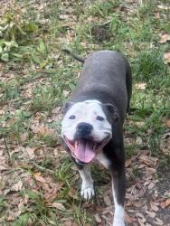 Found/Stray Male Dog last seen Near Confederate Drive, Pensacola, FL 32503