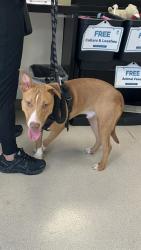 Shelter Stray Male Dog last seen Near BLOCK SPRING ST, LONG BEACH CA, Long Beach, CA 90815