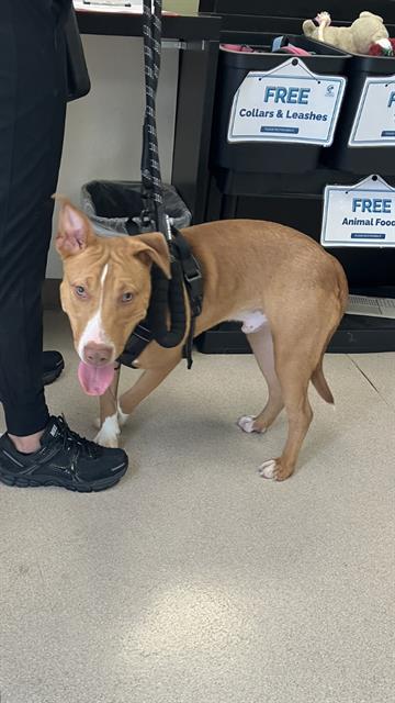 Shelter Stray Male Dog last seen Near BLOCK SPRING ST, LONG BEACH CA, Long Beach, CA 90815