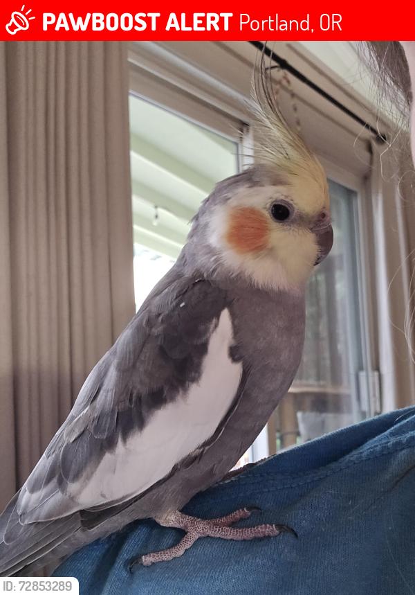 Lost Male Bird last seen 131st ave & powell blvd , Portland, OR 97236