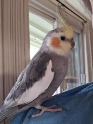 Lost Male Bird last seen 131st ave & powell blvd , Portland, OR 97236
