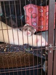 Lost Male Ferret last seen Chestnut and Clark, Nampa, ID 83686