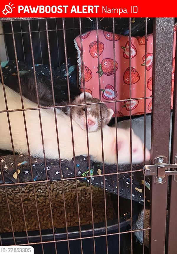 Lost Male Ferret last seen Chestnut and Clark, Nampa, ID 83686