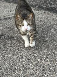 Found/Stray Unknown Cat last seen Hile lane , Englewood, OH 45322