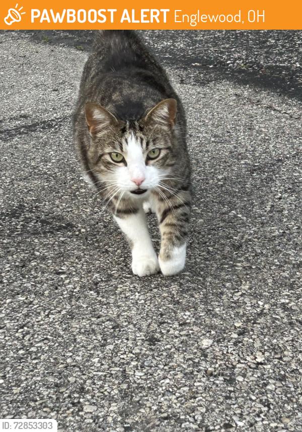 Found/Stray Unknown Cat last seen Hile lane , Englewood, OH 45322