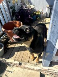 Found/Stray Unknown Dog last seen Carpenter , Modesto, CA 95358