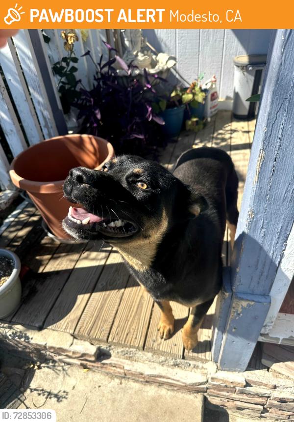 Found/Stray Unknown Dog last seen Carpenter , Modesto, CA 95358