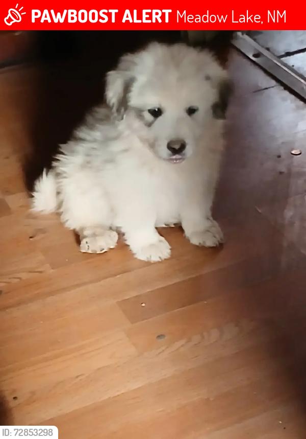 Lost Male Dog last seen Medowlake and amy rd, Meadow Lake, NM 87031