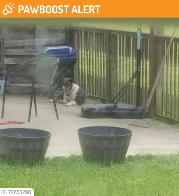 Found/Stray Female Dog last seen Stoney run church 2nd one up on left hand dide, West Portsmouth, OH 45663