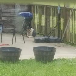 Found/Stray Female Dog last seen Stoney run church 2nd one up on left hand dide, West Portsmouth, OH 45663