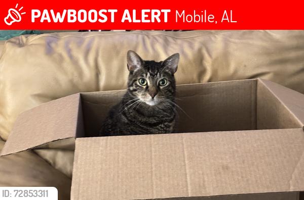 Lost Male Cat last seen Keystone Place, Mobile, AL 36609