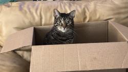Lost Male Cat last seen Keystone Place, Mobile, AL 36609