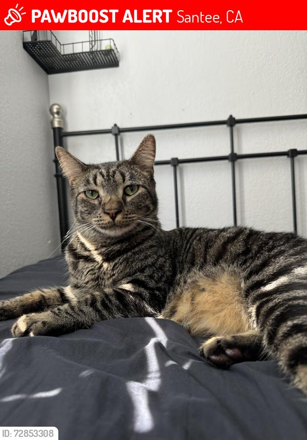 Lost Male Cat last seen Carlton Hills, Carita Rd Santee, Santee, CA 92071