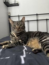 Lost Male Cat last seen Carlton Hills, Carita Rd Santee, Santee, CA 92071