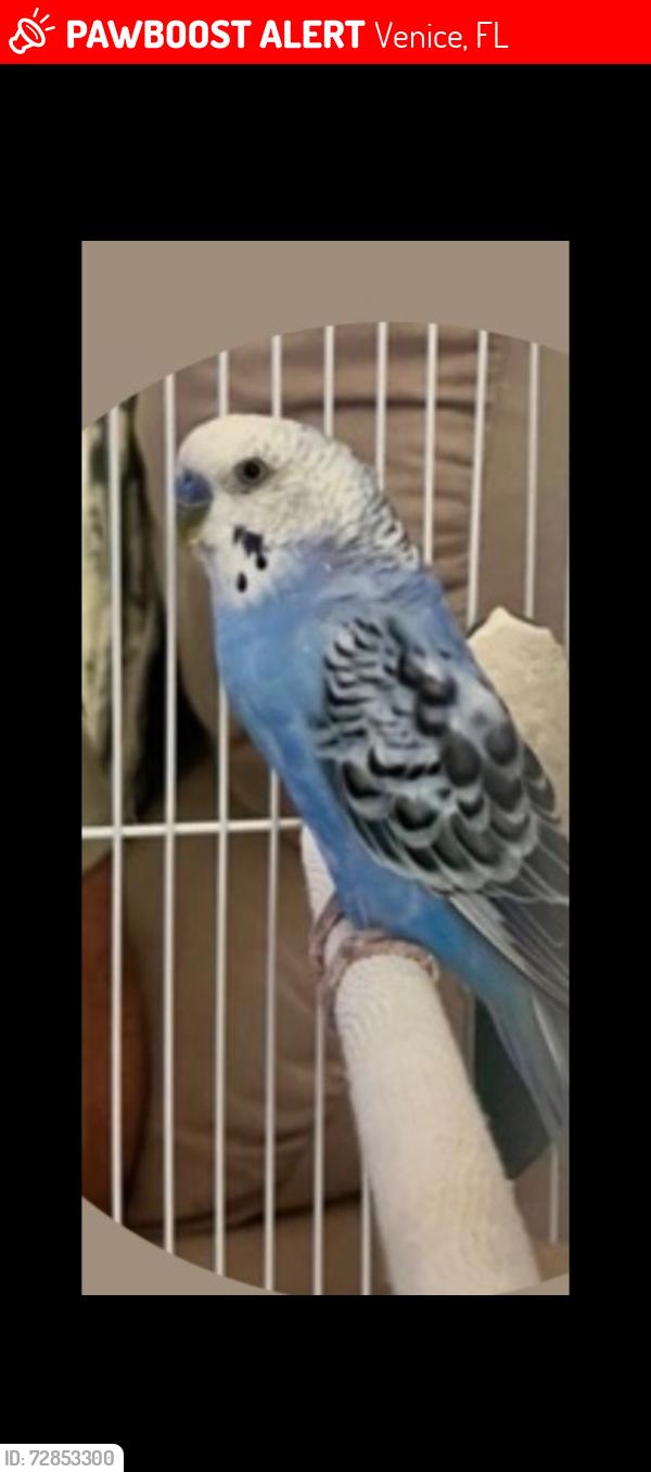 Lost Male Bird last seen Border Rd, Venice, FL 34292