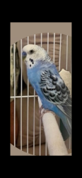 Lost Male Bird last seen Border Rd, Venice, FL 34292