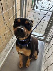 Shelter Stray Male Dog last seen Near BLOCK S UNION AVE, BAKERSFIELD, CA, Bakersfield, CA 93307