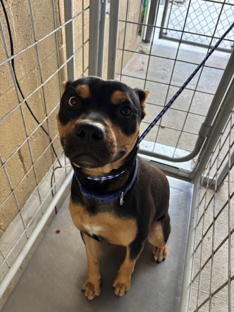 Shelter Stray Male Dog last seen Near BLOCK S UNION AVE, BAKERSFIELD, CA, Bakersfield, CA 93307