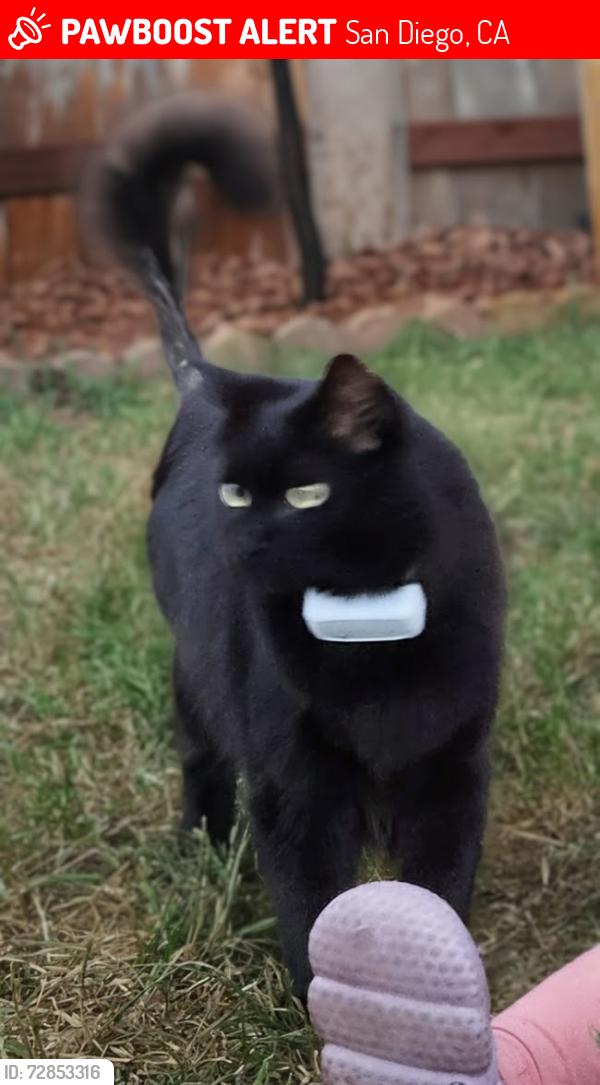 Lost Male Cat last seen Limerick and channing, San Diego, CA 92117