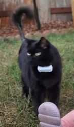 Lost Male Cat last seen Limerick and channing, San Diego, CA 92117