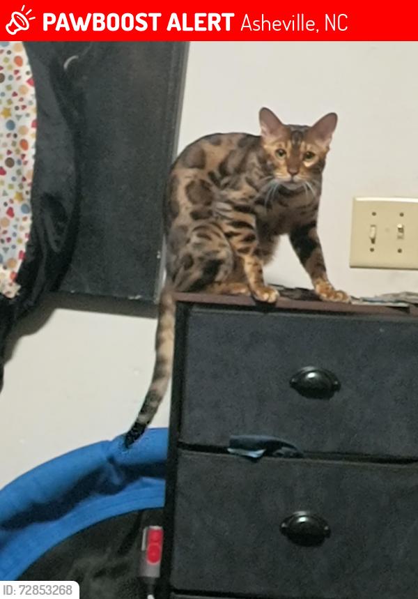 Lost Male Cat last seen Klondyke place, Asheville, NC 28801