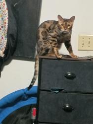 Lost Male Cat last seen Klondyke place, Asheville, NC 28801