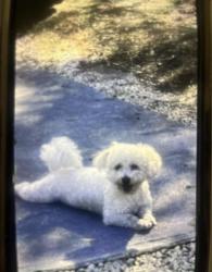 Lost Female Dog last seen Orlando FL, Orlando, FL 32817