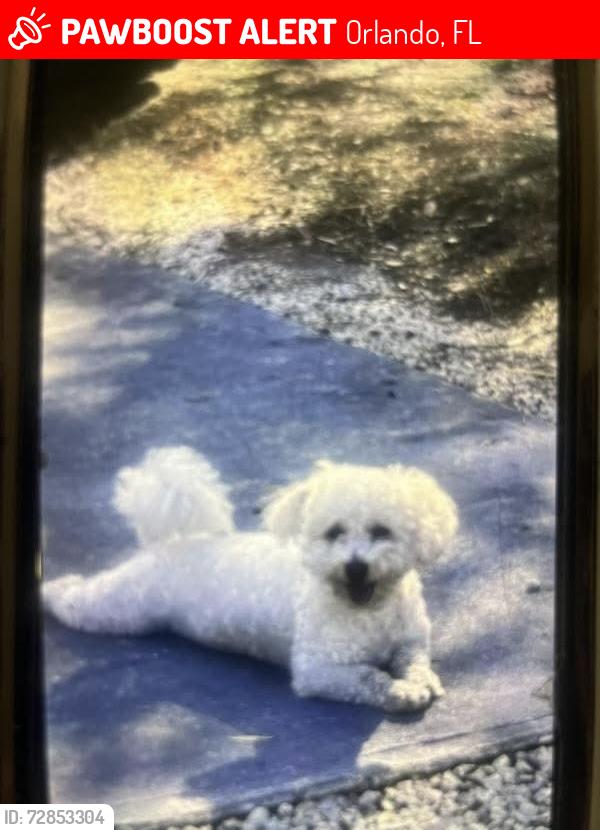 Lost Female Dog last seen Orlando FL, Orlando, FL 32817