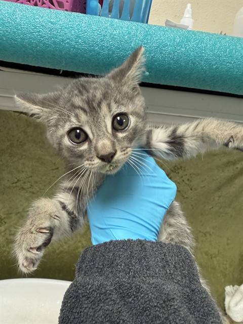 Shelter Stray Female Cat last seen Near BLOCK COLLETT AVE, RIVERSIDE, Jurupa Valley, CA 92509