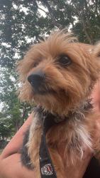 Found/Stray Male Dog last seen Latham Park, Greensboro, NC 27408