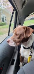 Found/Stray Male Dog last seen Sunset Cemetary Minneapolis, Minneapolis, MN 55418