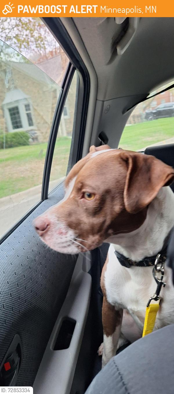 Found/Stray Male Dog last seen Sunset Cemetary Minneapolis, Minneapolis, MN 55418