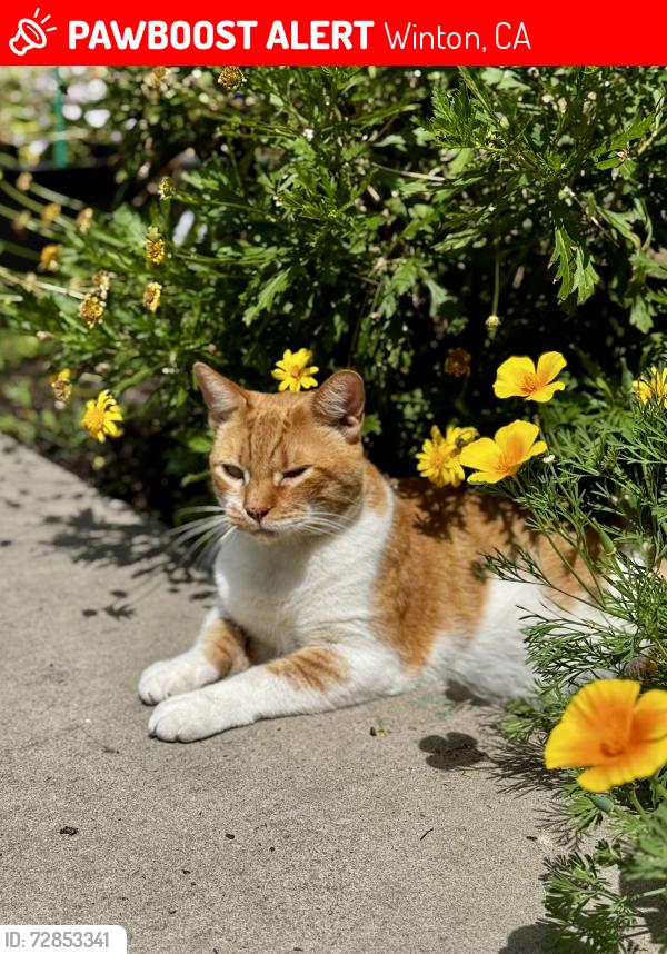 Lost Male Cat last seen Reece Wade Drive and Cypress Ave, Winton, CA 95388