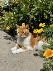 Lost Male Cat last seen Reece Wade Drive and Cypress Ave, Winton, CA 95388