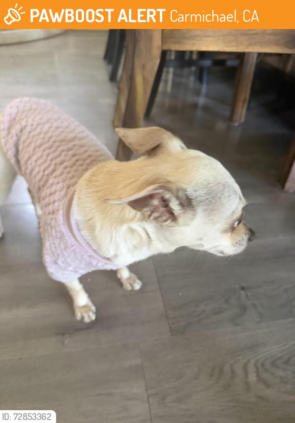 Found/Stray Female Dog last seen Dewey and hillglen, Carmichael, CA 95608
