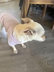 Found/Stray Female Dog last seen Dewey and hillglen, Carmichael, CA 95608
