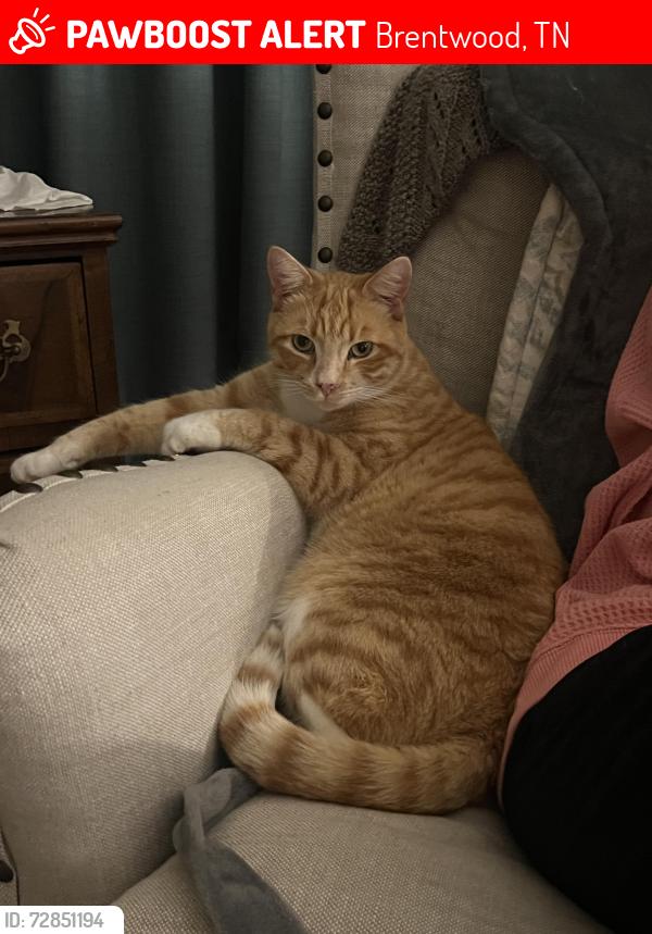 Lost Male Cat last seen Indian point, Brentwood, TN 37027