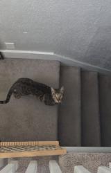 Lost Male Cat last seen Benecia Dr, Fountain, CO 80817