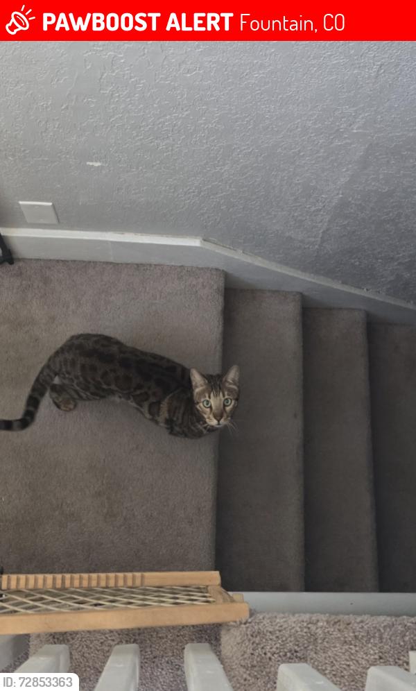 Lost Male Cat last seen Benecia Dr, Fountain, CO 80817