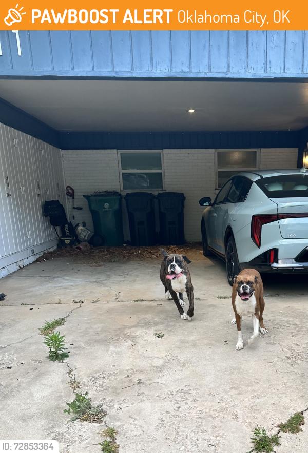 Found/Stray Unknown Cat last seen Western & Wilshire, Oklahoma City, OK 73114
