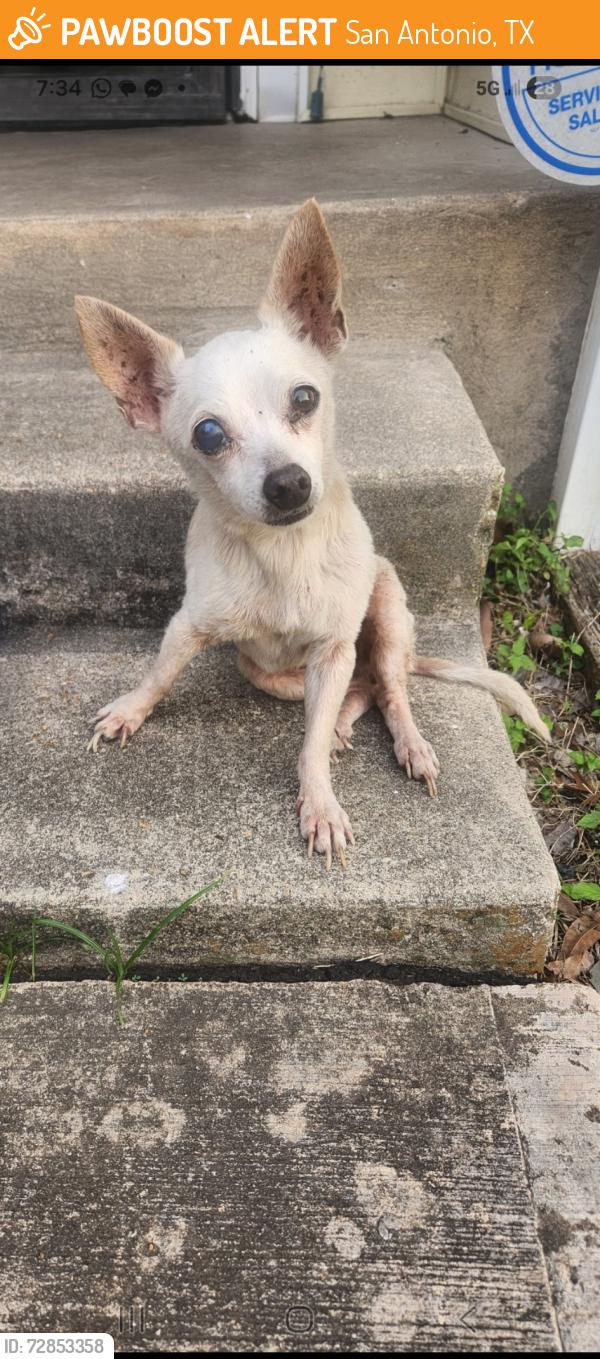 Found/Stray Female Dog last seen Cottonwood avenue, San Antonio, TX 78214