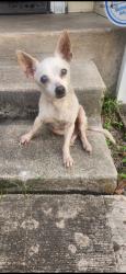Found/Stray Female Dog last seen Cottonwood avenue, San Antonio, TX 78214