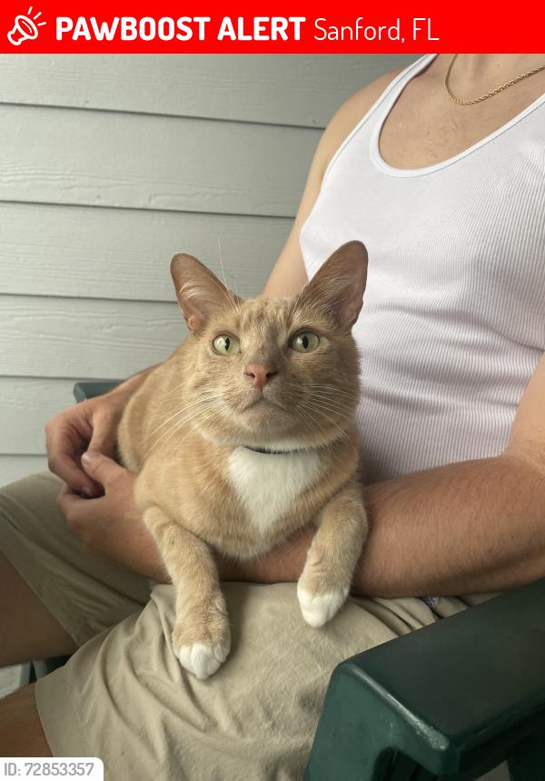 Lost Male Cat last seen Near Race Ave, Sanford, FL 32771