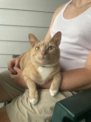 Lost Male Cat last seen Near Race Ave, Sanford, FL 32771